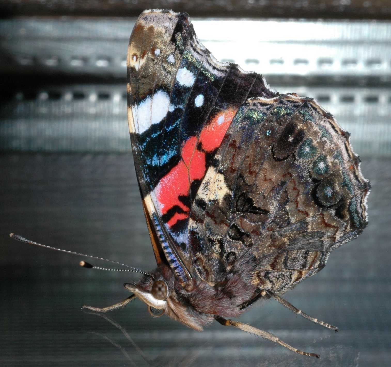 Nymphalidae Vanessa atalanta