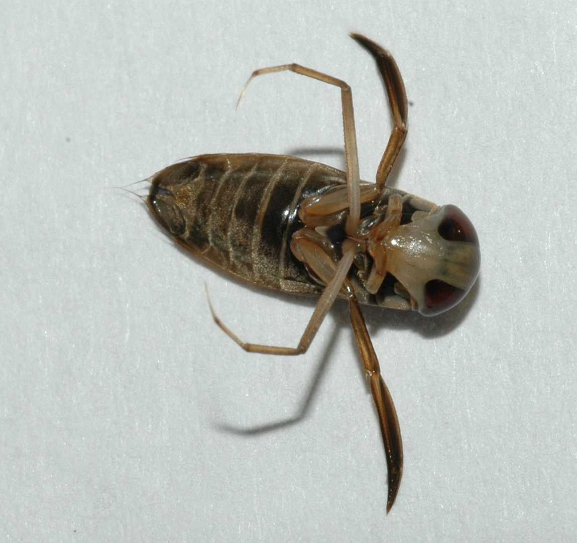 Notonectidae  