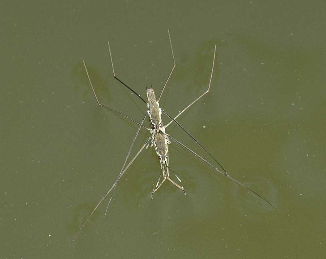 Gerridae Gerris 