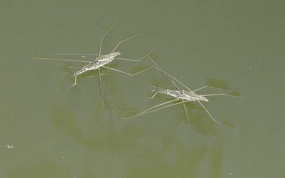Gerridae Gerris 