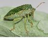 image of Palomena prasina