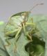 image of Palomena prasina