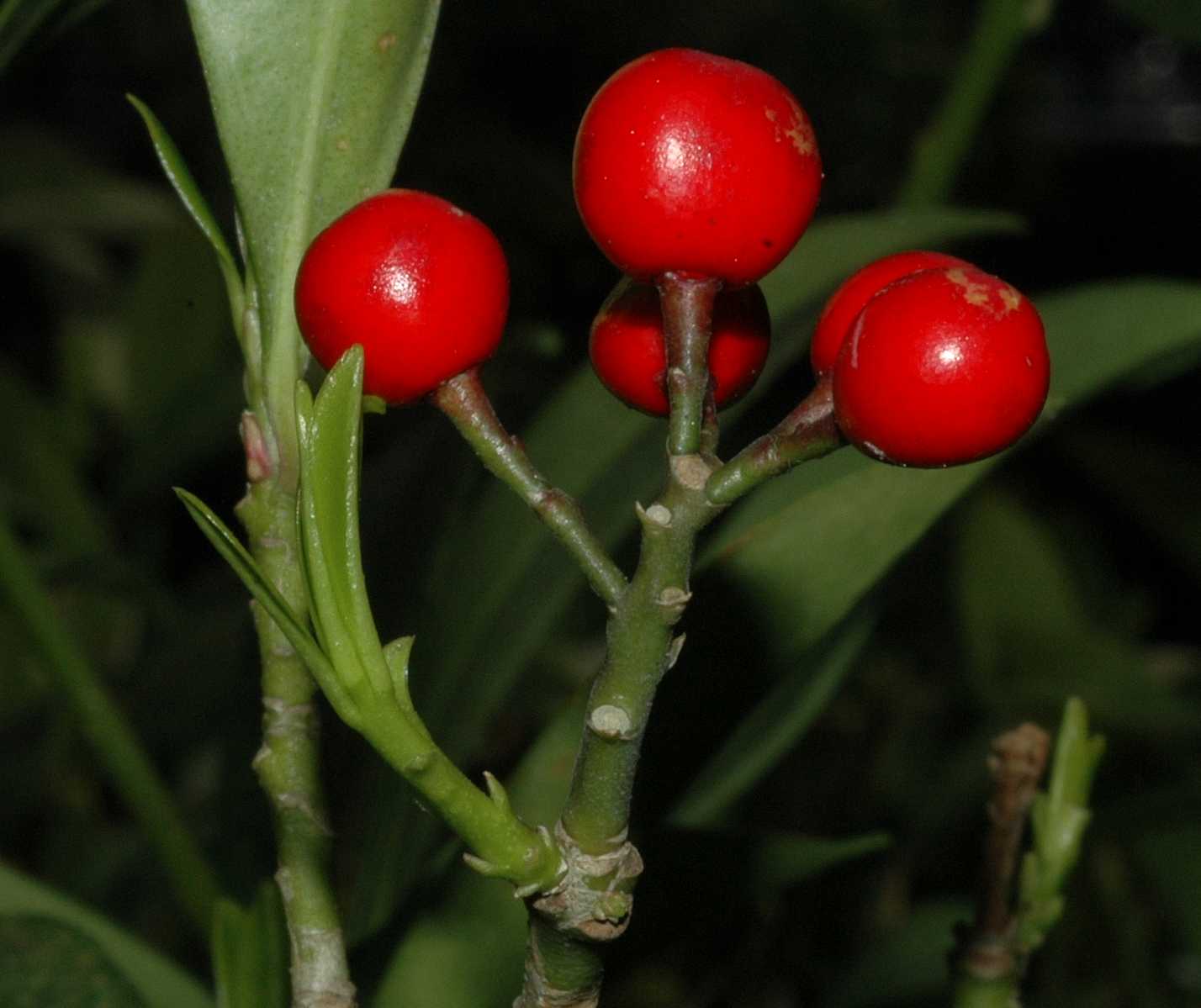 Rutaceae Skimmia japonica