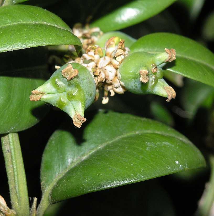 Buxaceae Buxus sempervirens