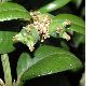 image of Buxus sempervirens
