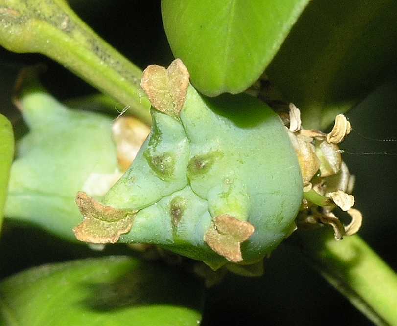 Buxaceae Buxus sempervirens