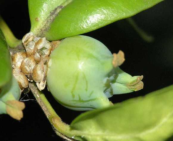 Buxaceae Buxus sempervirens