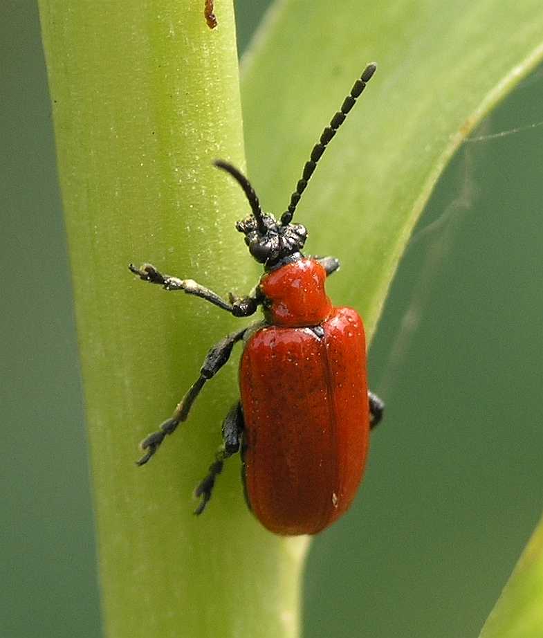 Chrysomelidae Lilioceris lilii