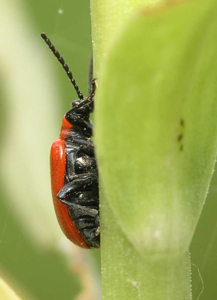 Chrysomelidae Lilioceris lilii