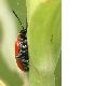 image of Lilioceris lilii