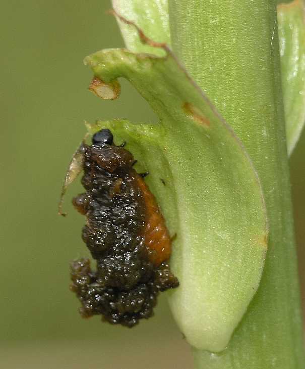Chrysomelidae Lilioceris lilii