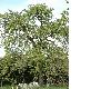 image of Pyrus communis