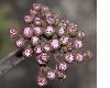 image of Darmera peltata
