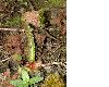 image of Darmera peltata