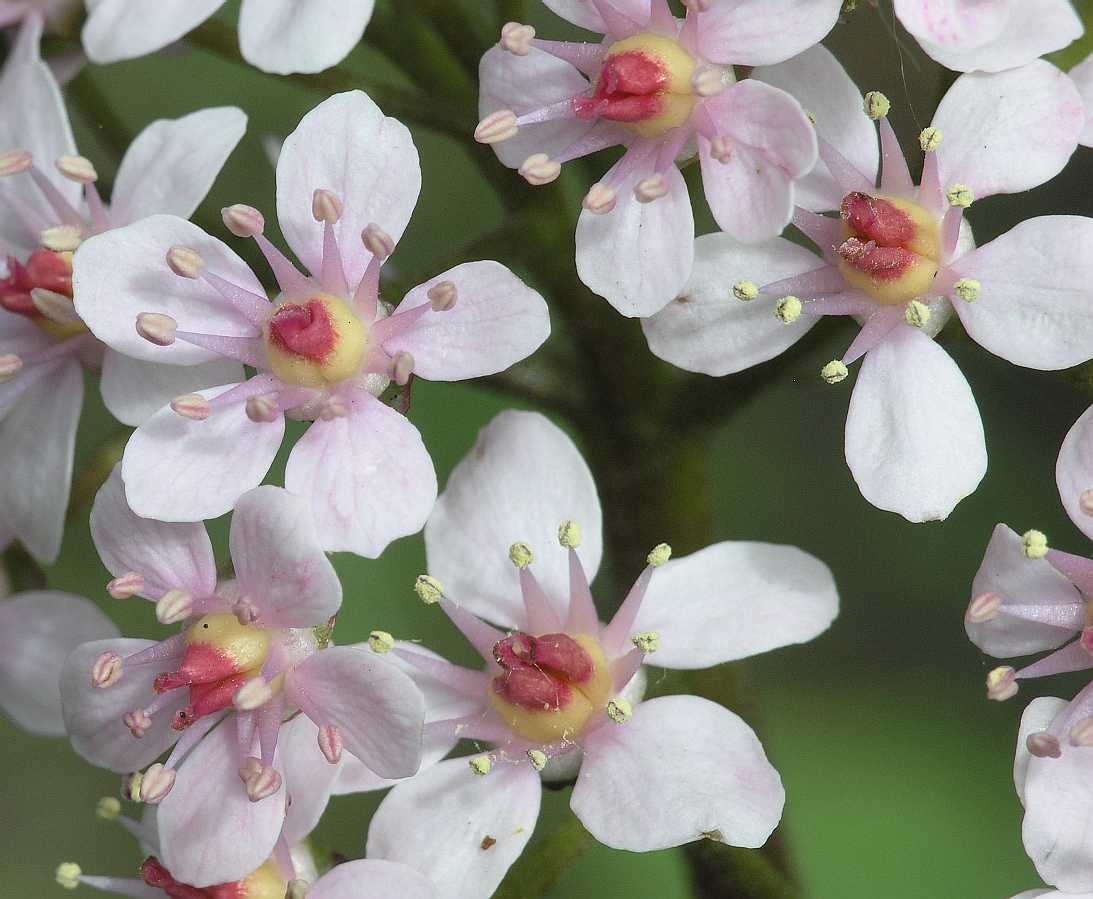 Saxifragaceae Darmera peltata