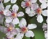image of Darmera peltata