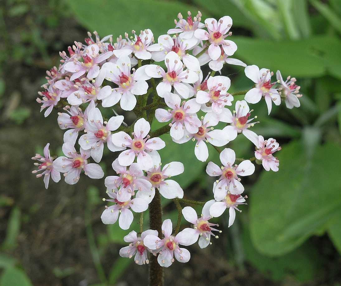 Saxifragaceae Darmera peltata