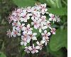 image of Darmera peltata
