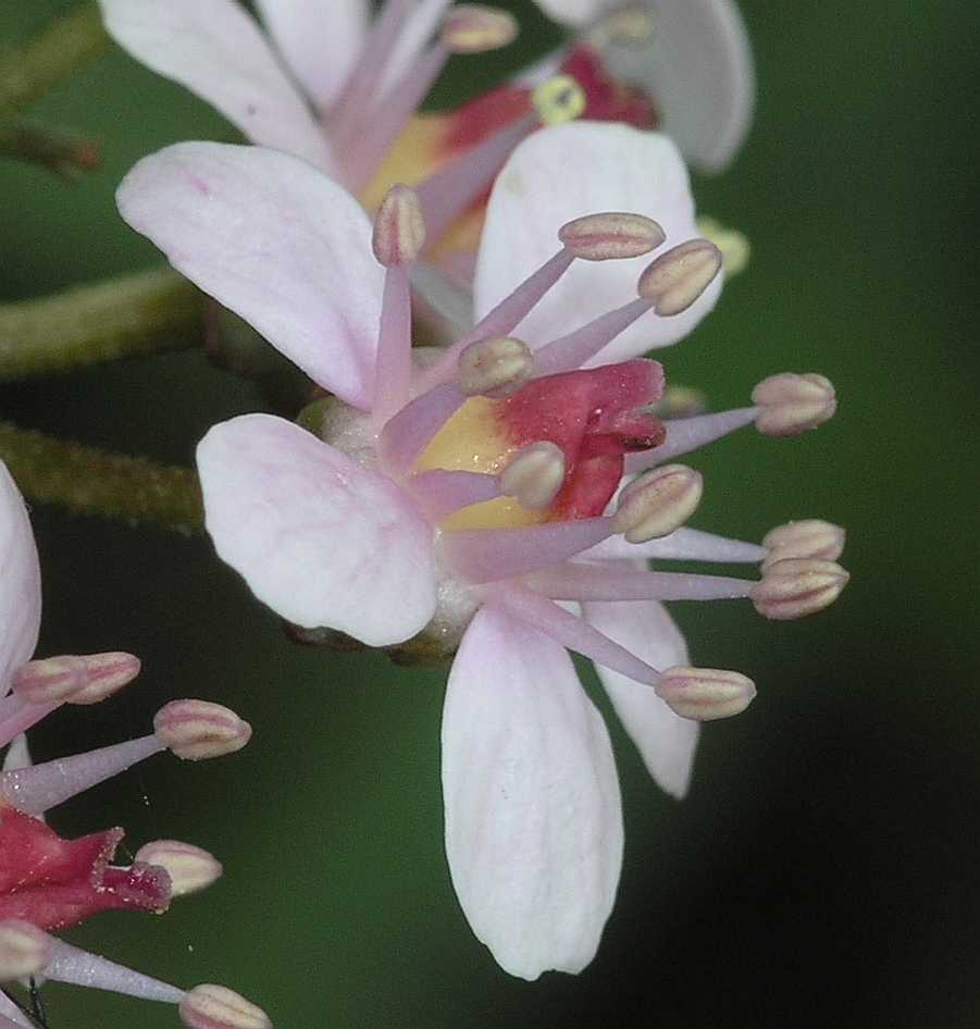 Saxifragaceae Darmera peltata