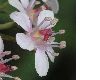 image of Darmera peltata