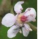 image of Darmera peltata