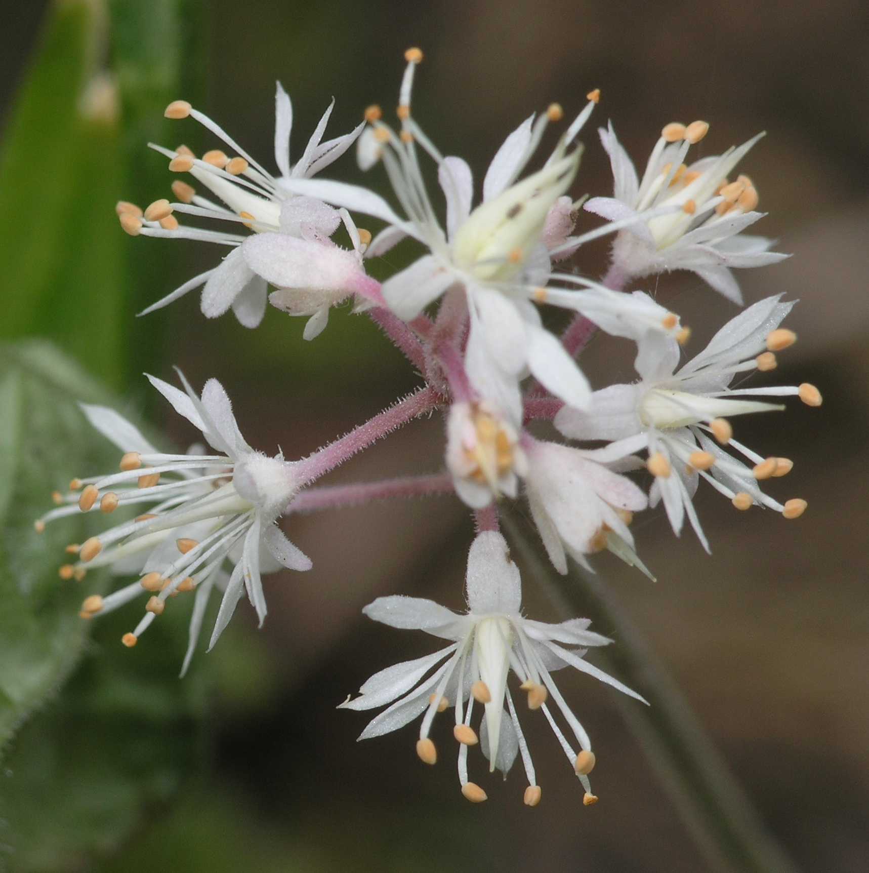 Saxifragaceae Tiarella cordifolia