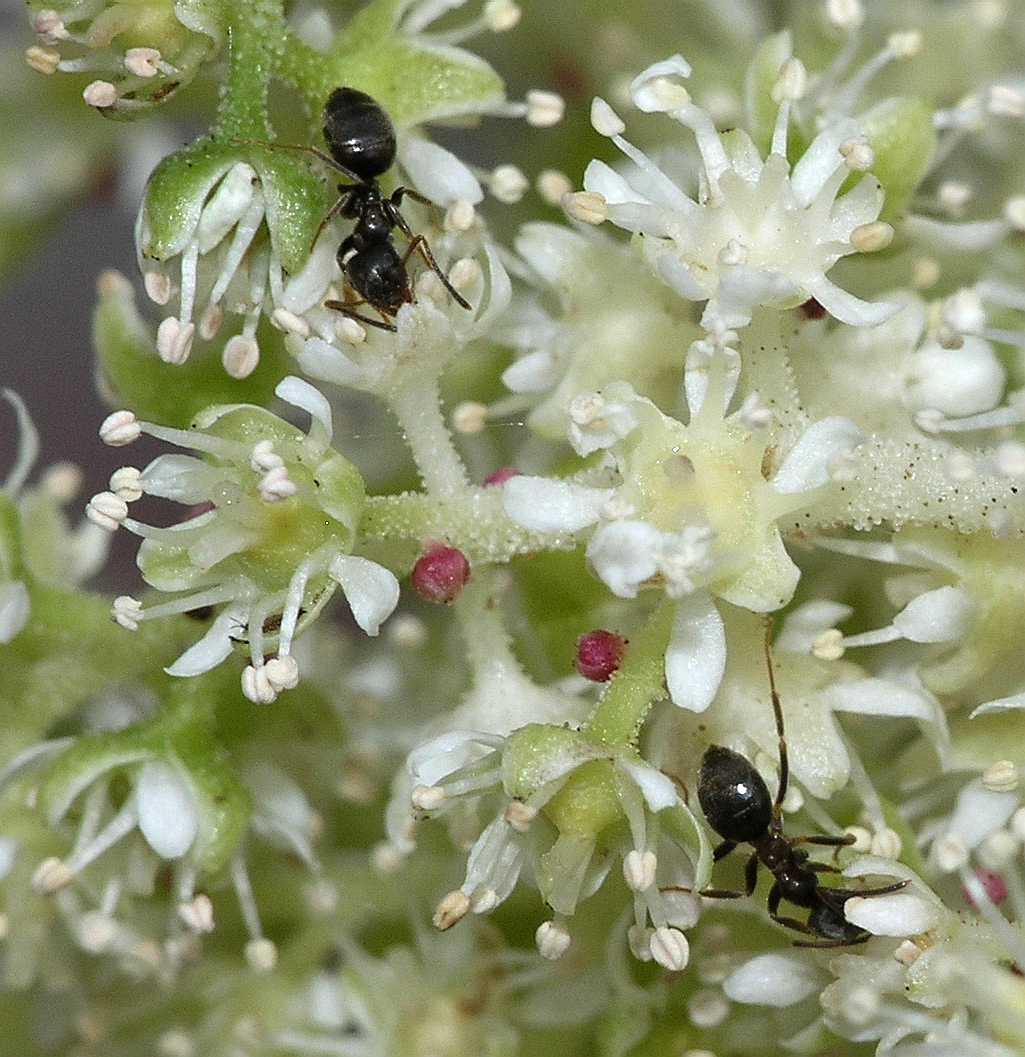 Saxifragaceae Astilboides tabularis