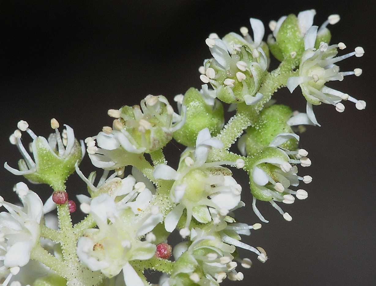 Saxifragaceae Astilboides tabularis