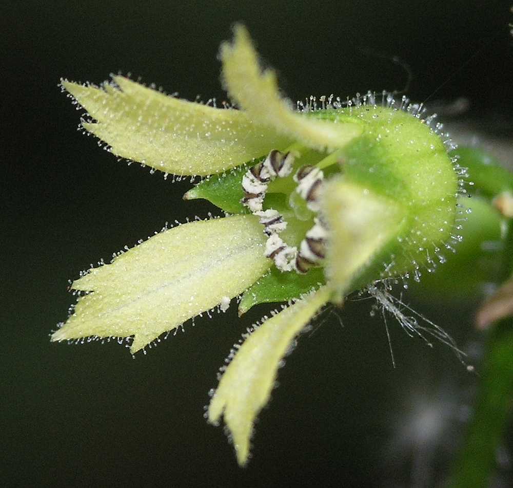 Saxifragaceae Boykinia aconitifolia