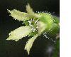 image of Boykinia aconitifolia