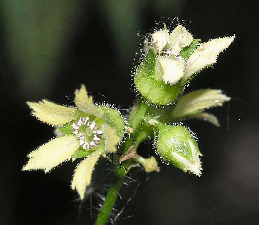Saxifragaceae Boykinia aconitifolia