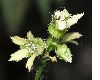 image of Boykinia aconitifolia