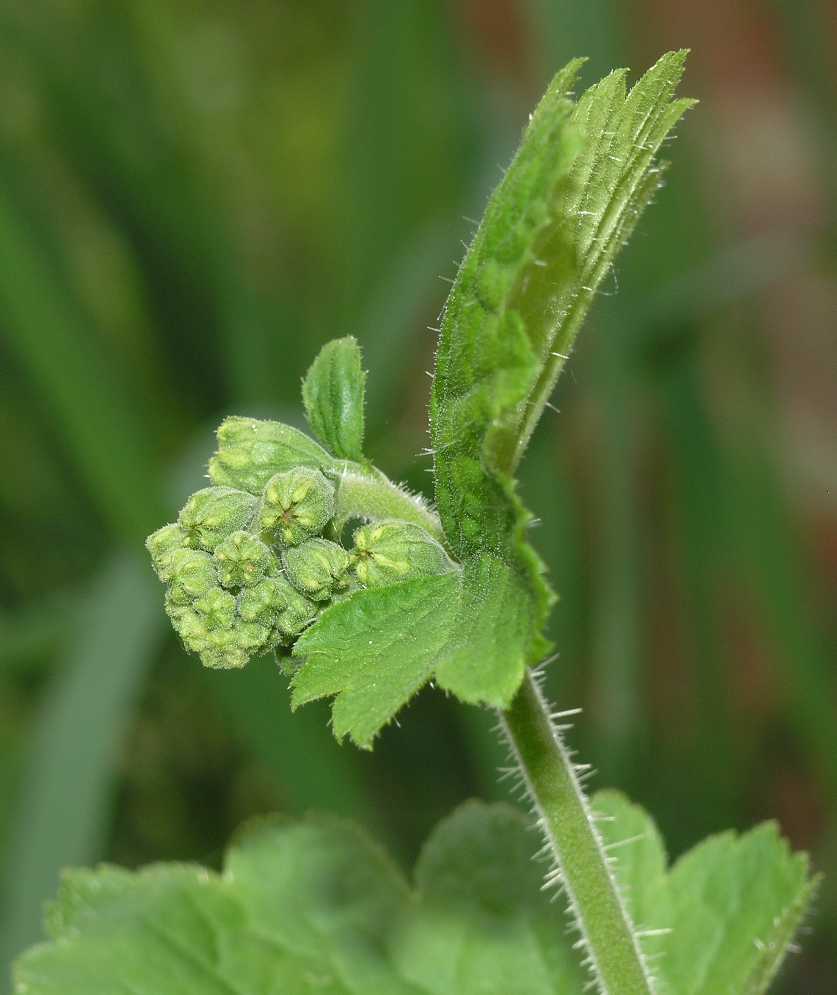 Saxifragaceae Tellima grandiflora