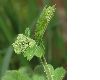 image of Tellima grandiflora