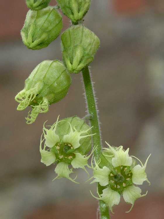Saxifragaceae Tellima grandiflora