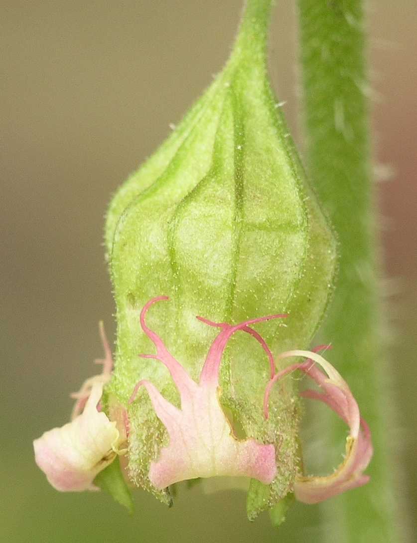 Saxifragaceae Tellima grandiflora