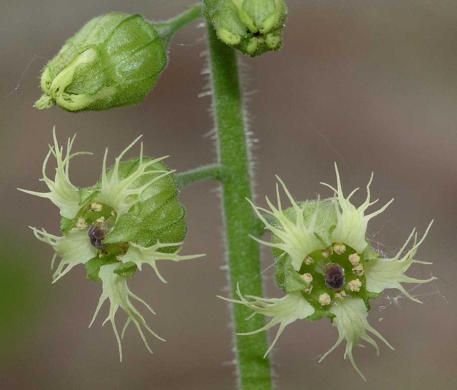 Saxifragaceae Tellima grandiflora