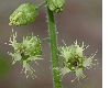 image of Tellima grandiflora