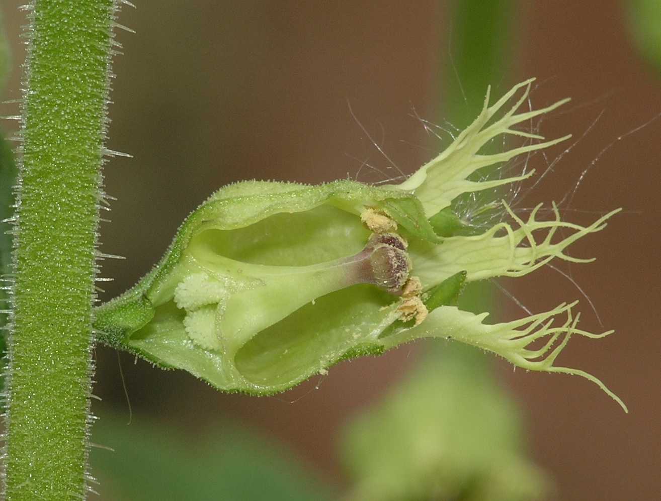 Saxifragaceae Tellima grandiflora