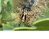 image of Lymantria dispar