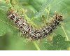 image of Lymantria dispar