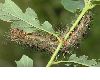 image of Lymantria dispar