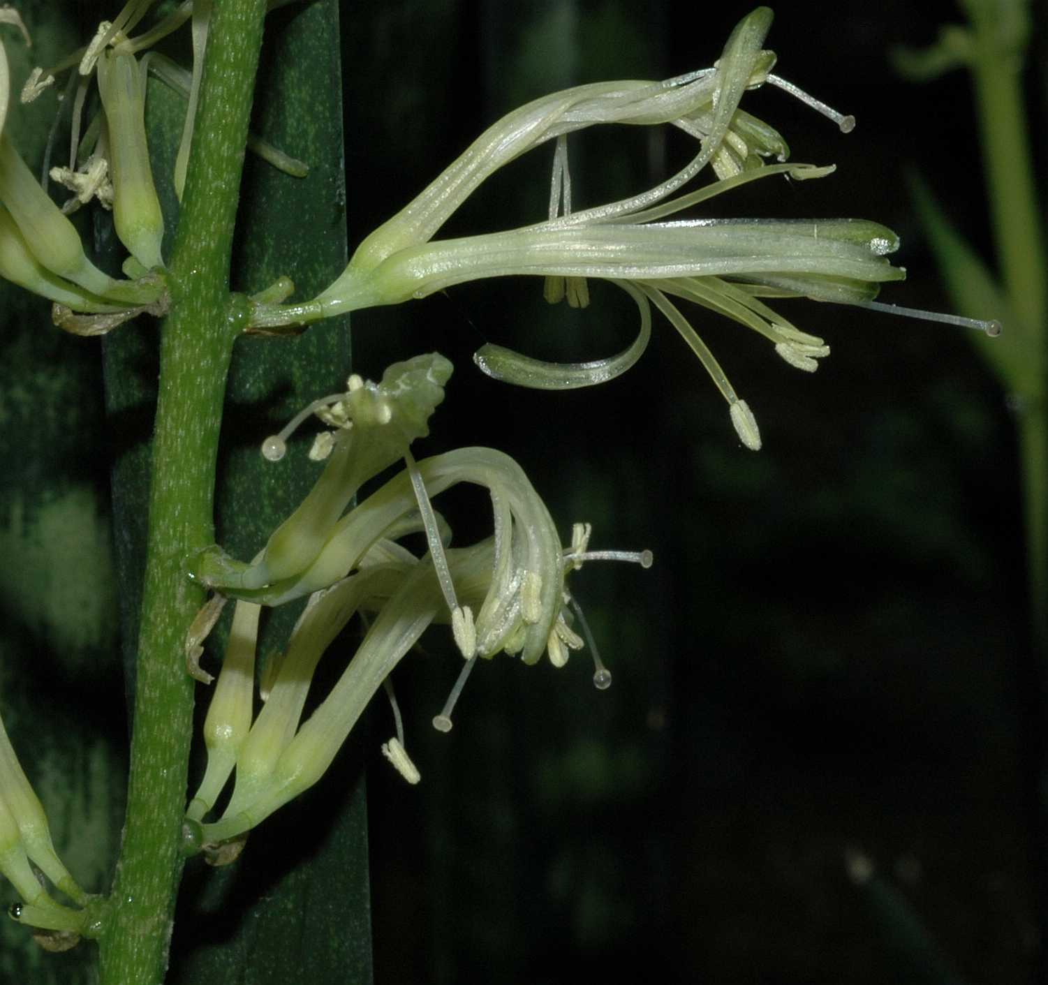 Asparagaceae Sansevieria trifasciata