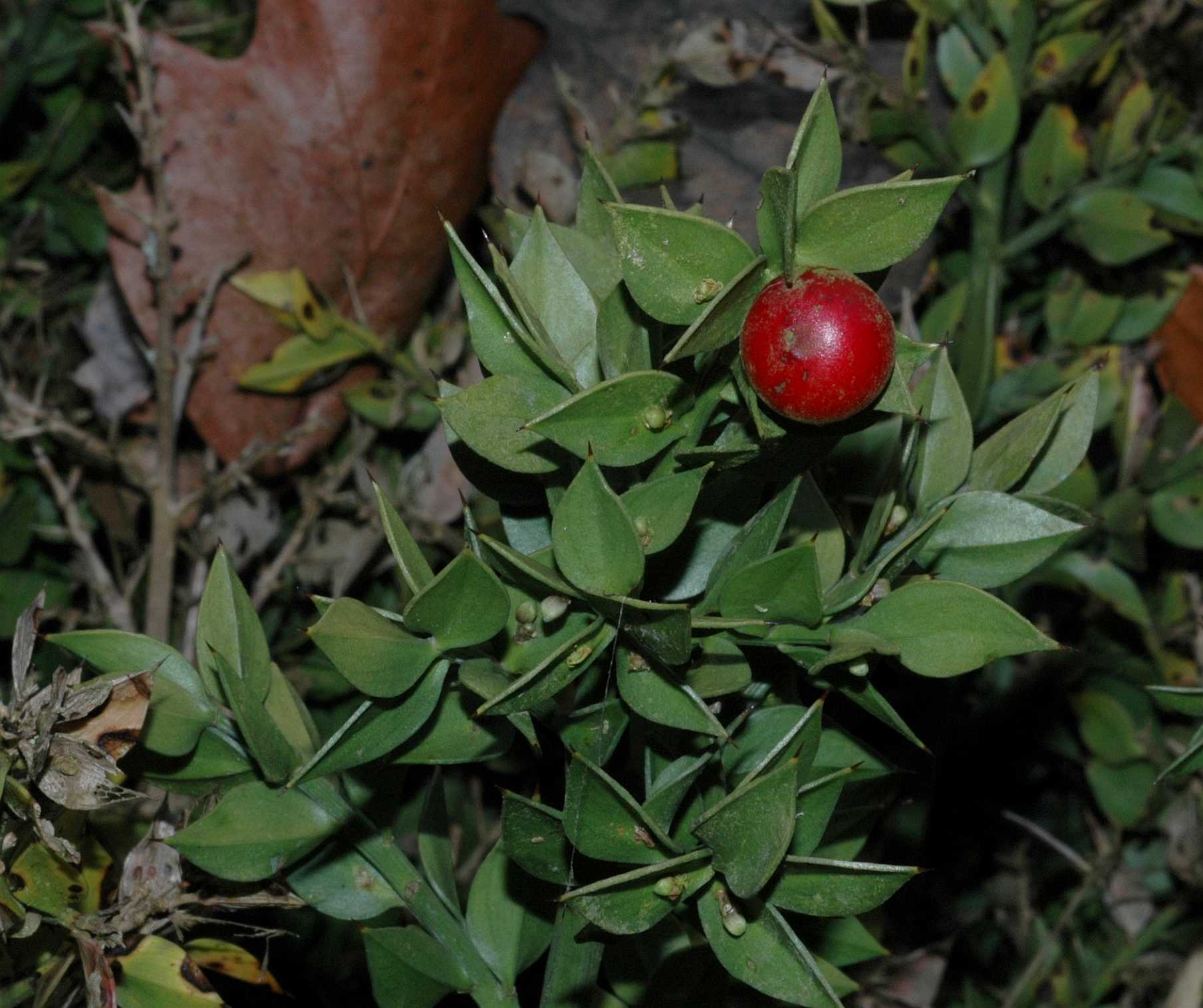 Asparagaceae Ruscus aculeatus