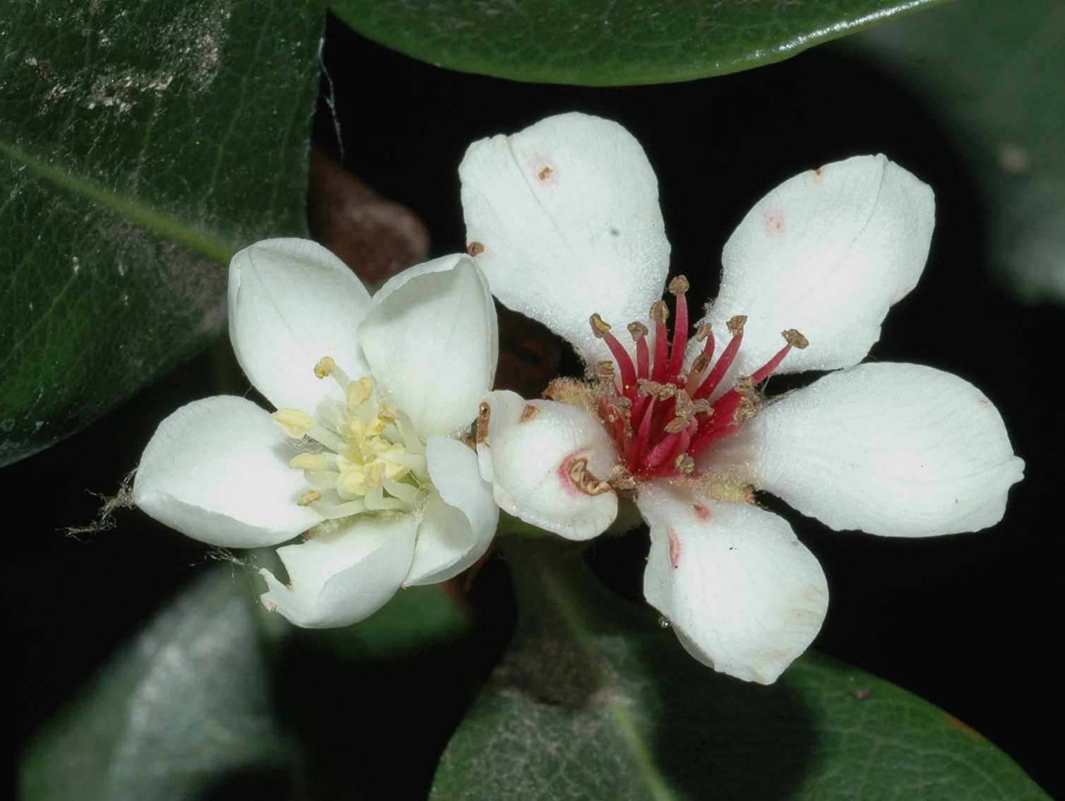 Rosaceae Rhaphiolepis umbellata