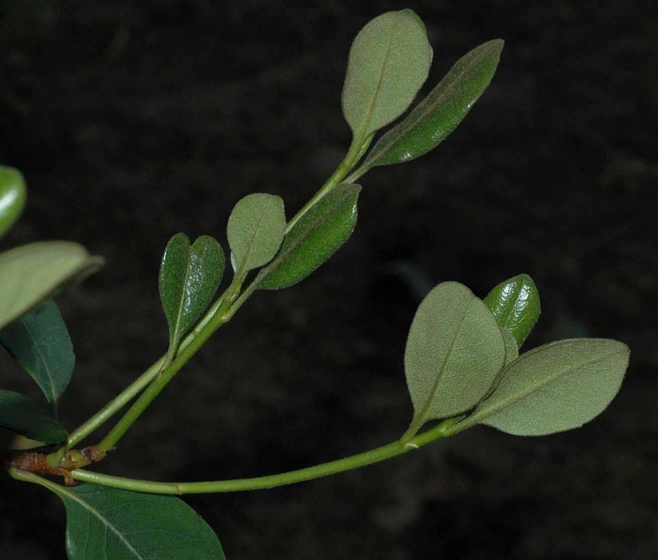 Rosaceae Rhaphiolepis umbellata