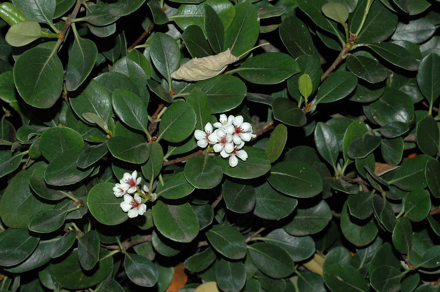 Rosaceae Rhaphiolepis umbellata