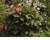 image of Paeonia obovata