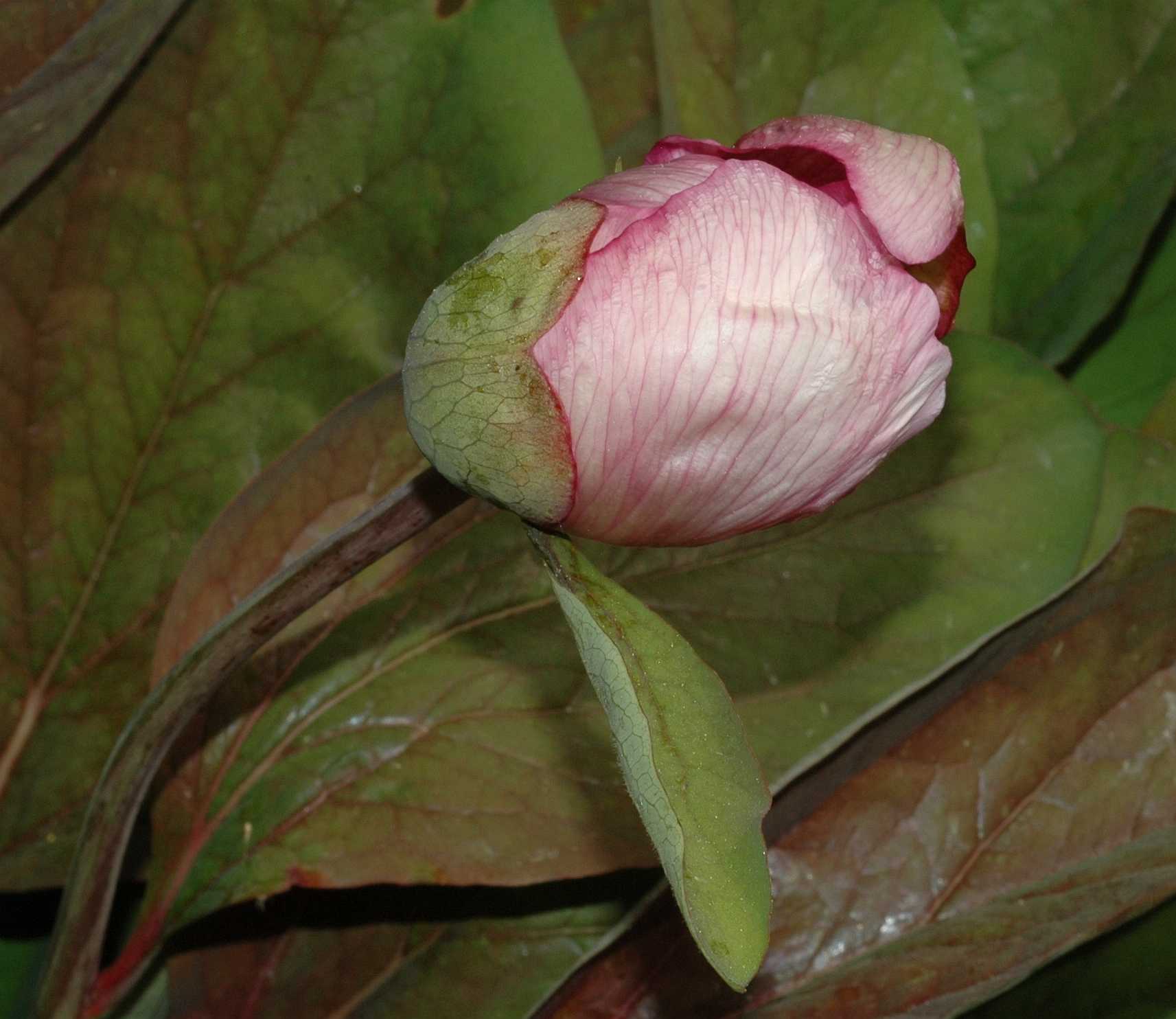 Paeoniaceae Paeonia obovata