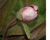 image of Paeonia obovata